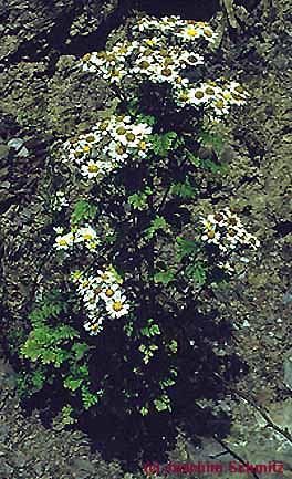 Tanacetum parthenium