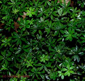 Galium odoratum