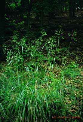 Festuca altissima