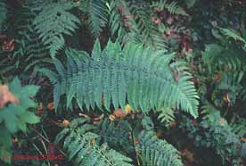 Dryopteris affinis