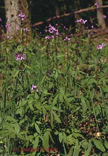 Dentaria bulbifera