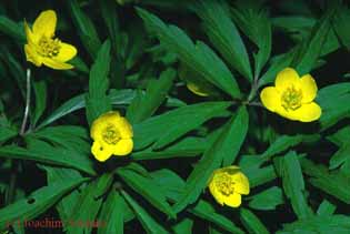 Anemone ranunculoides