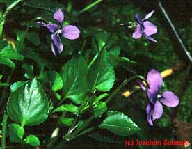 Viola reichenbachiana