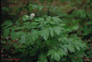 Actaea spicata