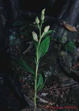 Cephalanthera damasonium