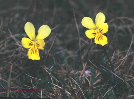 Viola lutea ssp. calaminaria