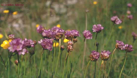 Armeria maritima ssp. halleri (?)