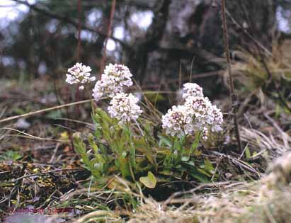 Thlaspi calaminare