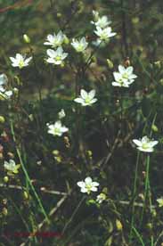 Minuartia verna ssp. hercynica