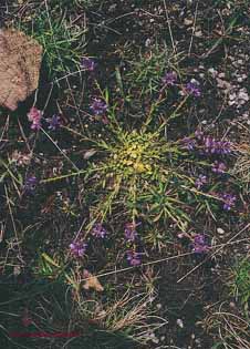 Polygala vulgaris ssp. vulgaris