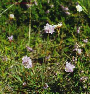 Armeria maritima ssp. halleri