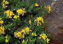 Genista pilosa