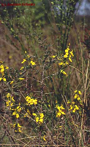 Genista anglica