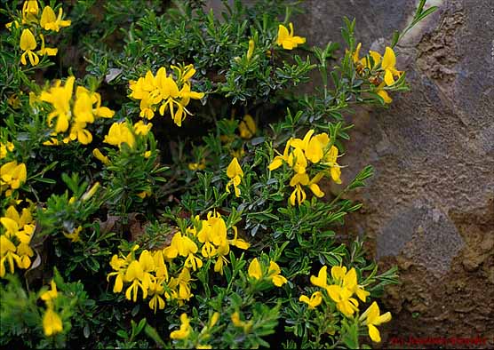 Genista pilosa