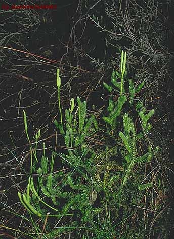 Lycopodium clavatum