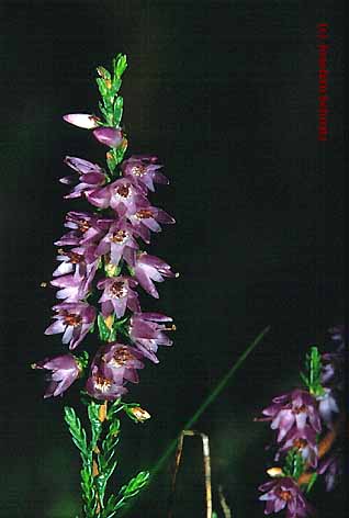 Calluna vulgaris