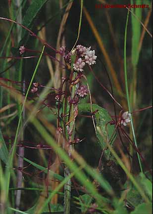 Cuscuta epithymum