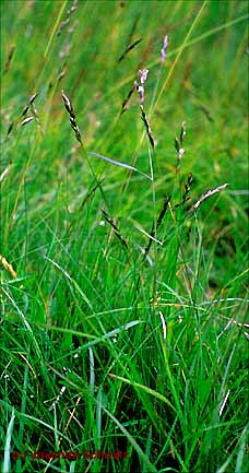 Danthonia decumbens