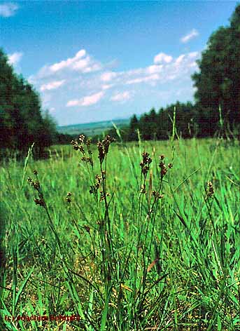 Luzula multiflora ssp. m.