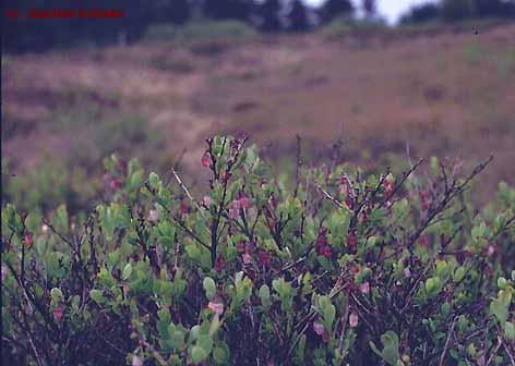 Vaccinium uliginosum ssp. u.