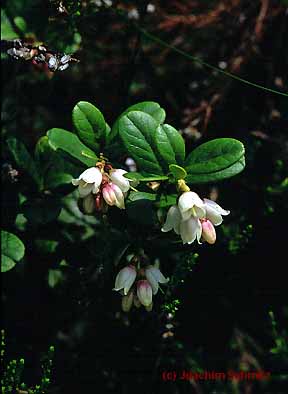 Vaccinium vitis-idaea