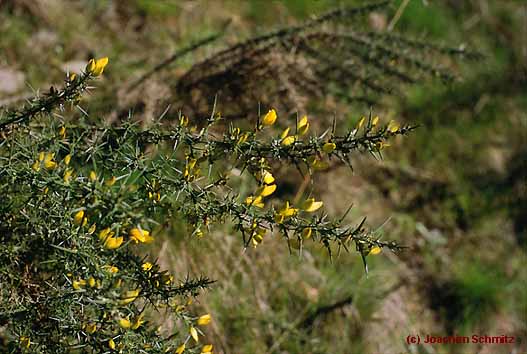 Ulex europaeus