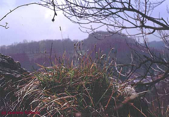 Sesleria caerulea