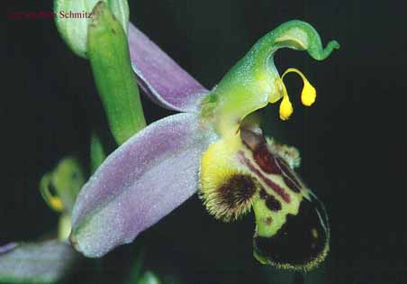 Ophrys apifera