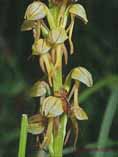 Orchis anthropophora