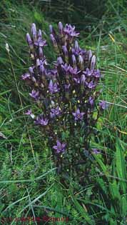 Gentianella germanica