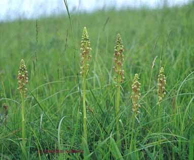 Orchis anthropophora = Aceras anthropophorum