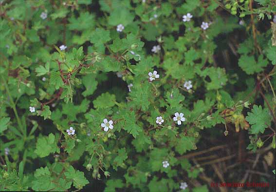 Geranium rotundifolium