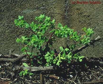 Euphorbia peplus