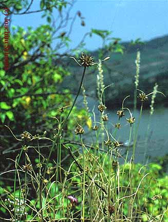 Allium oleraceum