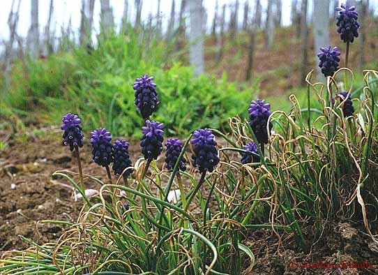 Muscari neglectum