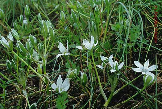 Ornithogalum umbellatum