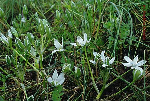 Ornithogalum umbellatum