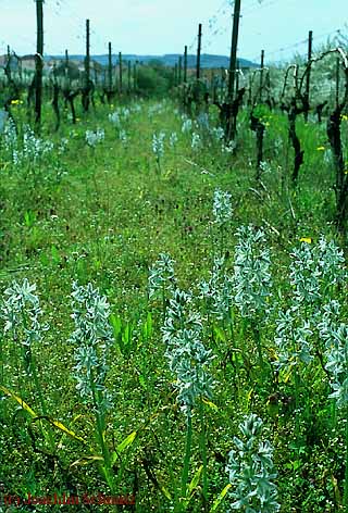 Ornithogalum boucheanum