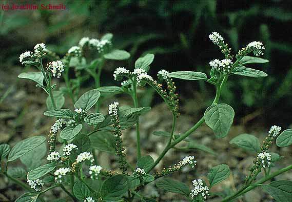 Heliotropium europaeum