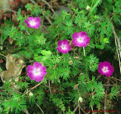 Geranium sanguineum