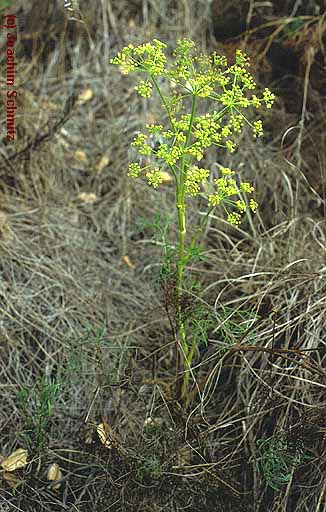 Peucedanum officinalis