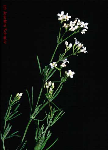 Galium glaucum