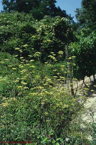 Peucedanum alsaticum