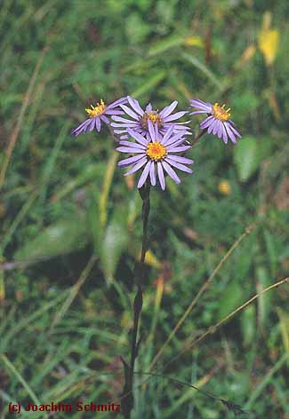 Aster amellus