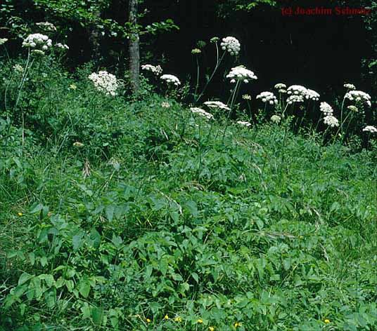 Laserpitium latifolium