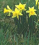 Narcissus pseudonarcissus