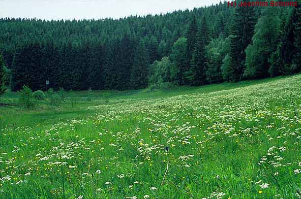 Aspekt von Meum athamanticum