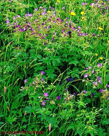 Geranium sylvaticum