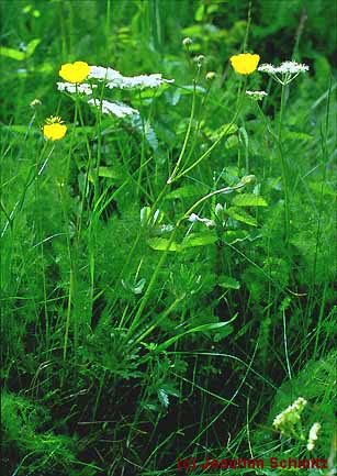 Ranunculus polyanthemophyllus