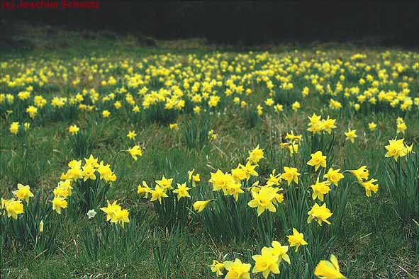 Narcissus pseudonarcissus